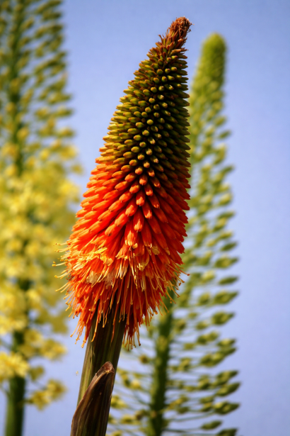 Kniphofia uvaria Alcazar факельна лілія